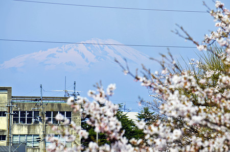 150412桜と鳥海山