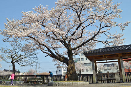 150412桜18