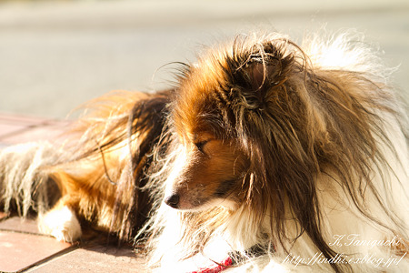 愛犬 EOS7D SPAF 28-75 A09