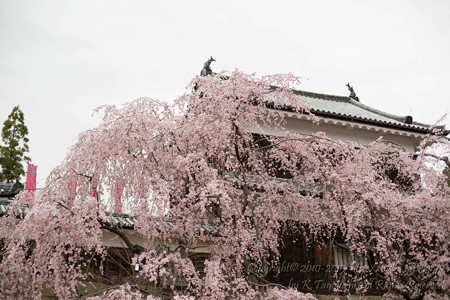 迎春城