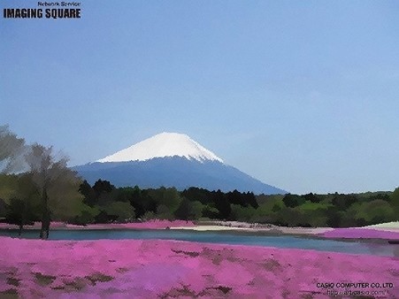富士芝桜(絵写真)