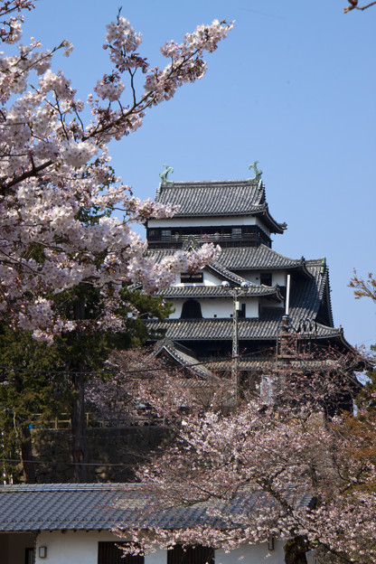 松江城と桜