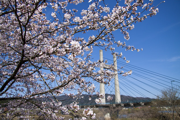 木次大橋と桜