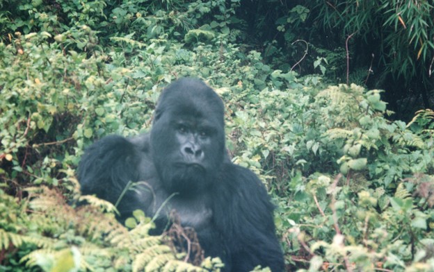 Photos: 進化を妨げた兜 Mountain gorilla in Rwanda
