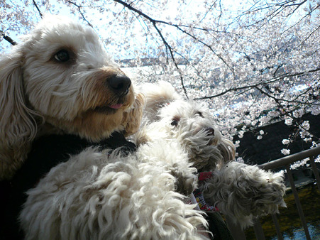 120408_koo_mira_12