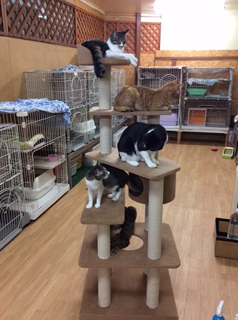 2015.5.8 キャットタワー