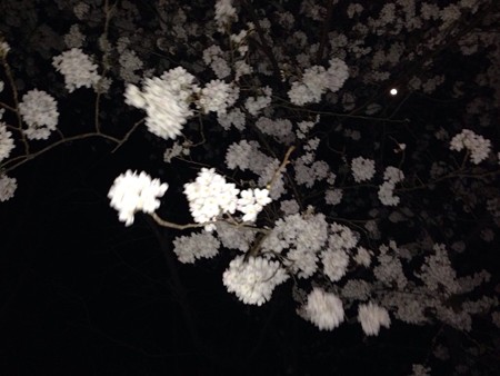 2015 桜