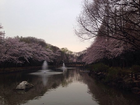 2015 桜