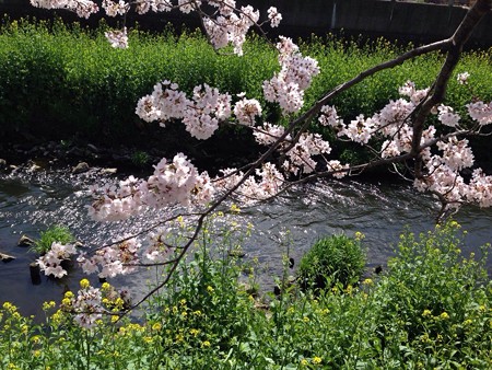 2015 桜