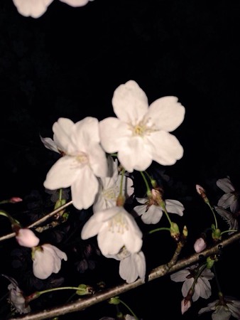 2015 桜