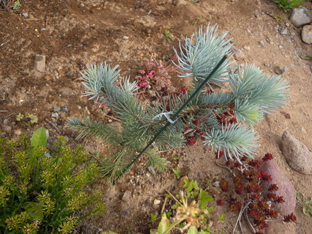 Picea abies Edith
