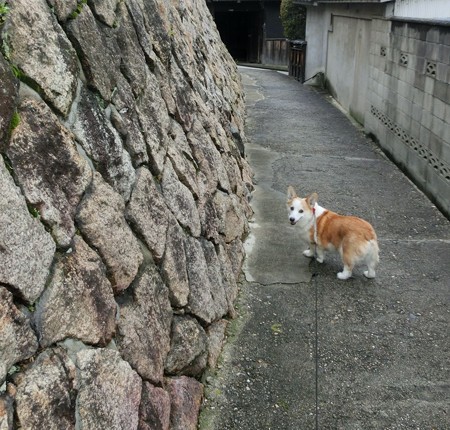 ナナ