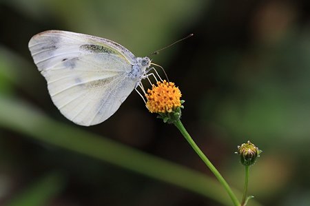 2011.10.16　和泉川　モンシロチョウ