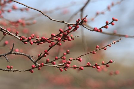 2012.02.13　大池公園　紅梅