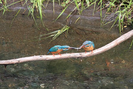 2012.05.06　和泉川　カワセミ　給餌