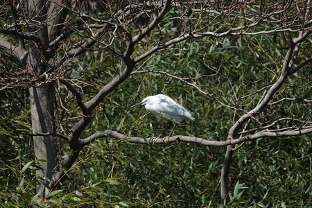 2015.03.11　和泉川　風に向って　コサギ