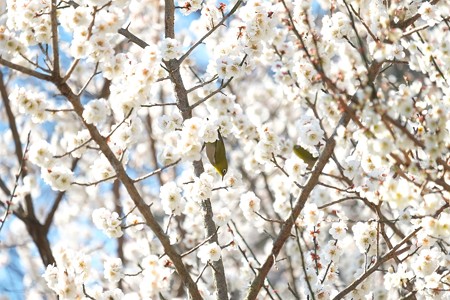 2015.03.12　追分市民の森　梅畑でメジロ