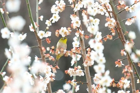 2015.03.20　瀬谷市民の森　梅にメジロ