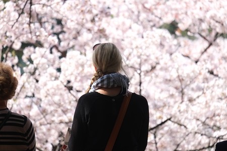 2015.04.02　千鳥ヶ淵　Cherry Blossoms