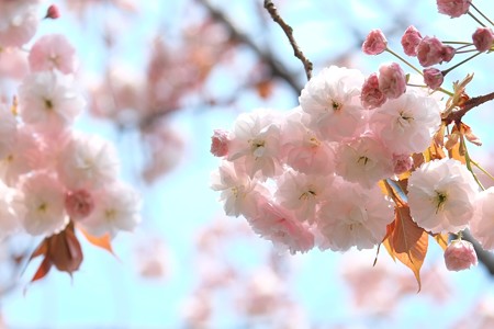 2015.04.17　和泉川　ヤエザクラ