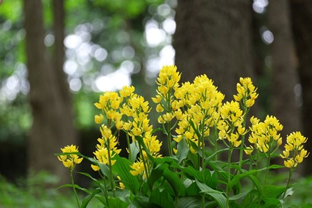 2015.04.30 瀬谷市民の森 キンラン 森