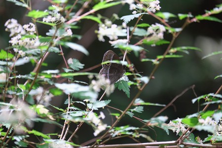 2015.05.12　追分市民の森　コゴメウツギにコジャノメ