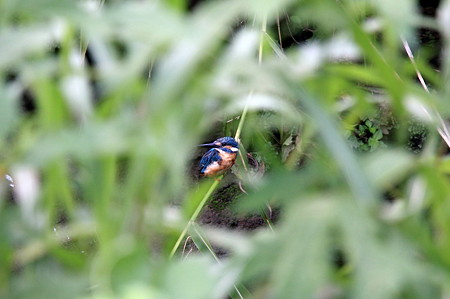 2011.08.12　和泉川　カワセミ　草陰に疲れ果てて