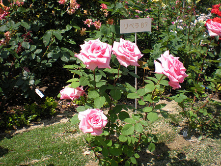 resize0117