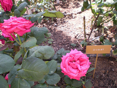 resize0118