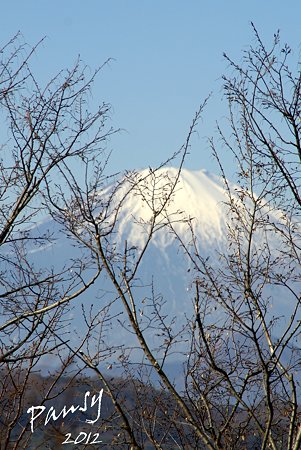 桜の梢の向こうの富士山・・