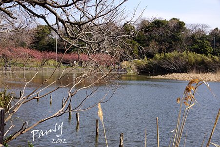 河津桜咲く池・・3