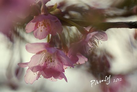 桜ふぁんたじぃ~
