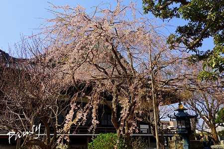 桜 kamakura 1