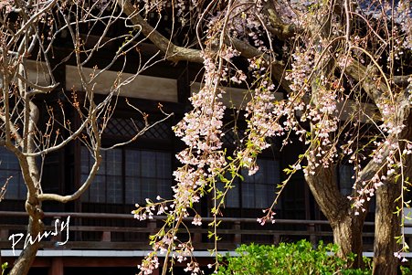 桜 kamakura 2