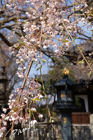 桜 kamakura 3