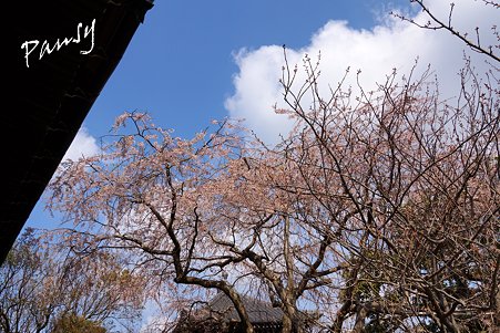 桜 kamakura 6