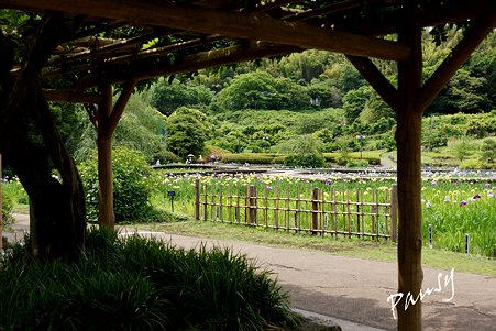 横須賀しょうぶ園 36