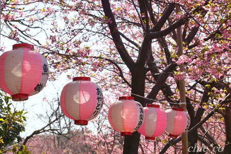 河津桜咲く三浦海岸-318