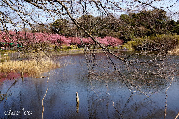 河津桜咲く三浦海岸-322