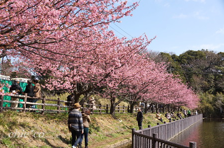 河津桜咲く三浦海岸-320