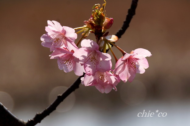 河津桜咲く三浦海岸-325