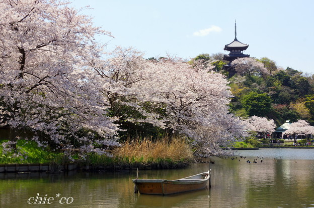三渓園~桜咲くころ~-238
