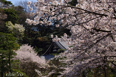 三渓園~桜咲くころ~-260
