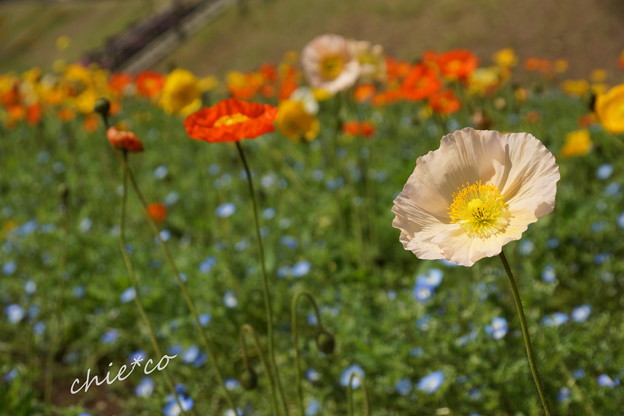 くりはま花のくに-253