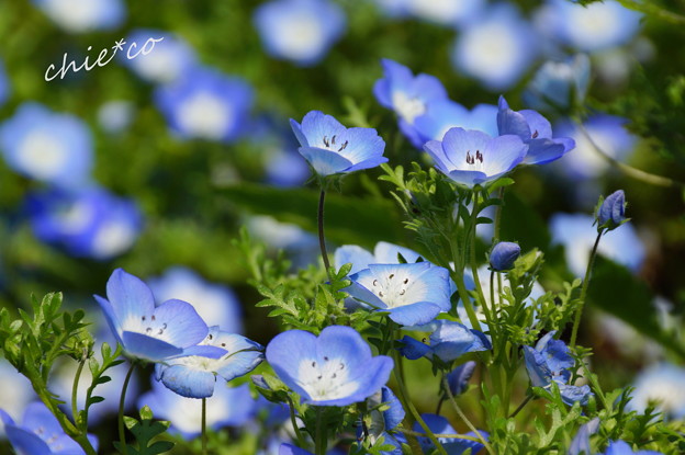 くりはま花のくに-267
