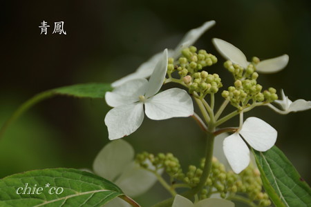 Kamakura-743