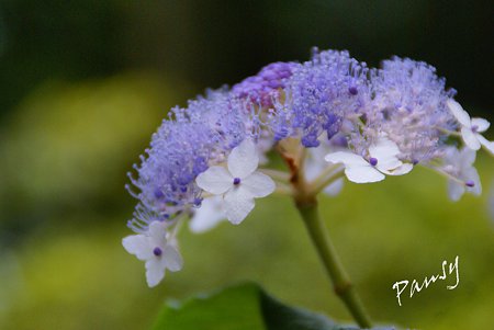玉紫陽花・・林間に咲いて・・