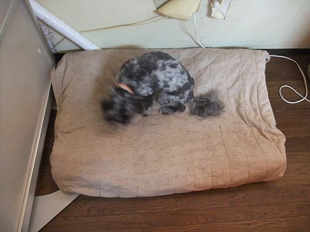 ほら、ベッド出来た