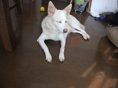 暖かくてウトウト・・・