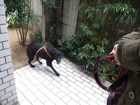 お庭でボール遊びも出来るよ